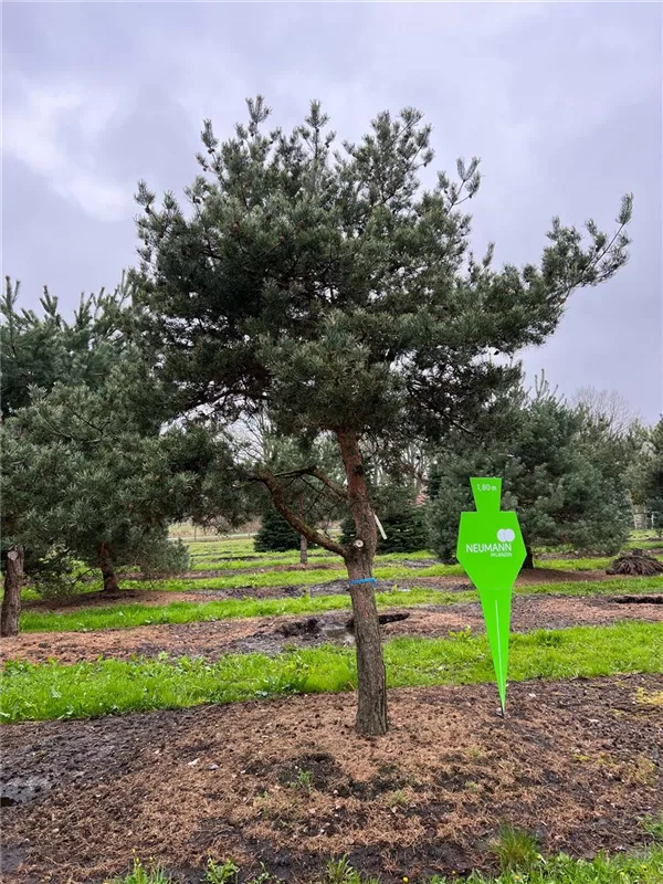 Pinus sylvestris