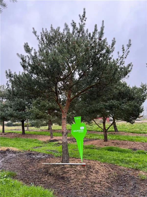 Pinus sylvestris