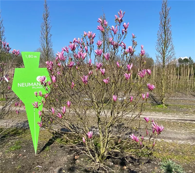 Magnolia 'Susan'