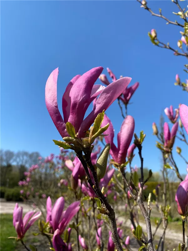 Magnolia 'Susan'