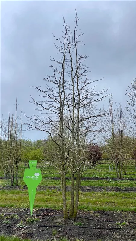Liquidambar styraciflua