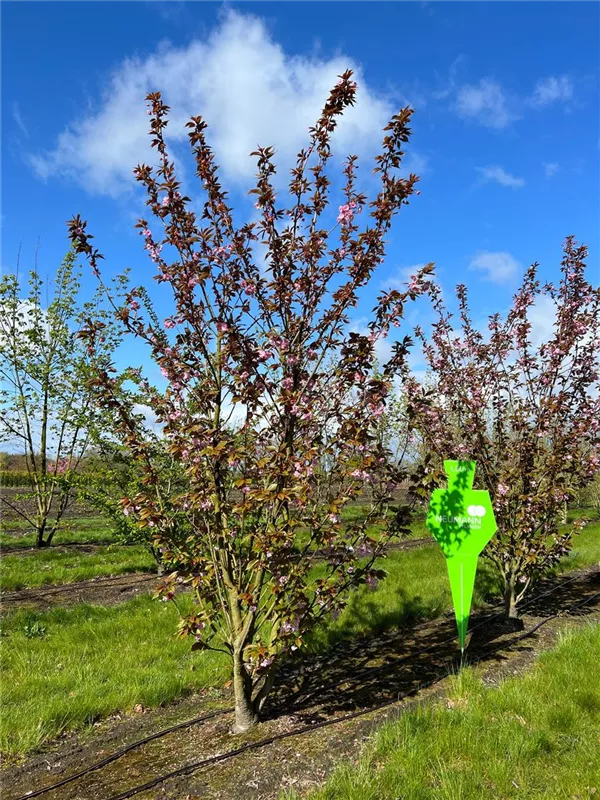 Prunus serrulata 'Kanzan'