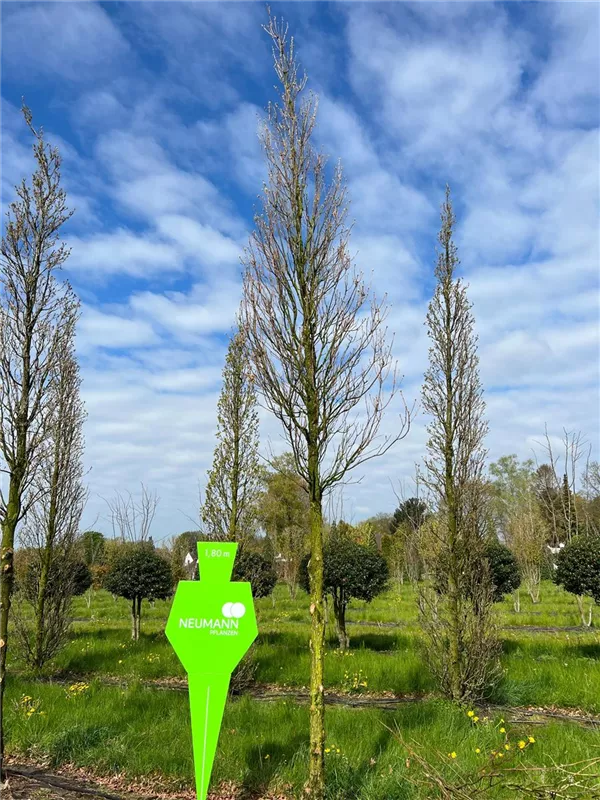 Quercus warei 'Wind Candle'