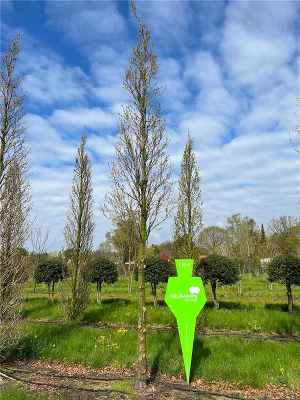 Quercus bimundorum 'Crimson Spire'