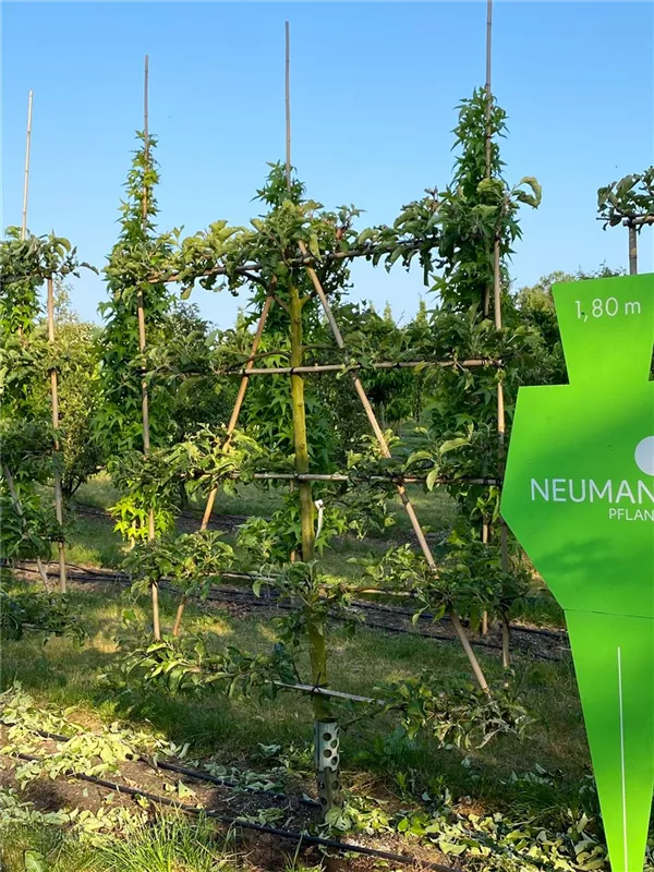 Malus 'Jonagold' CAC